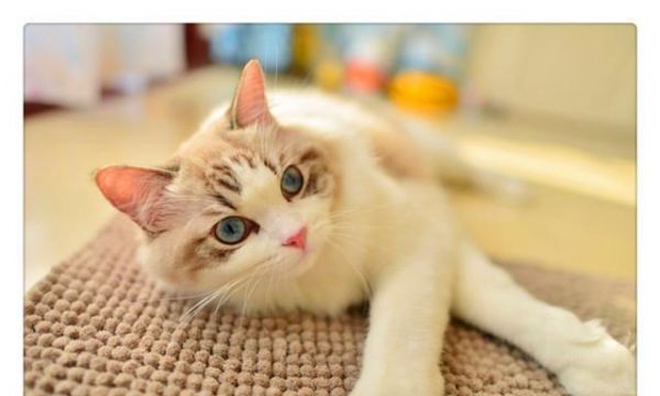 宠主须知，猫主子不爱吃猫粮是小事，这些食物可以充当日常口粮