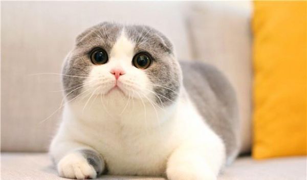 宠主须知，猫主子不爱吃猫粮是小事，这些食物可以充当日常口粮