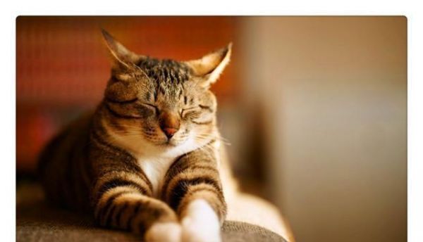 宠主须知，猫主子不爱吃猫粮是小事，这些食物可以充当日常口粮