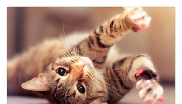 宠主须知，猫主子不爱吃猫粮是小事，这些食物可以充当日常口粮