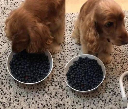 狗狗不吃狗糧用什么代替主食
