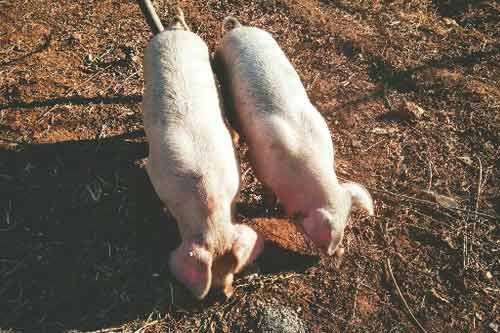 如何利用糙米代替玉米養(yǎng)豬飼料