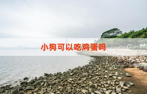 小狗可以吃雞蛋嗎