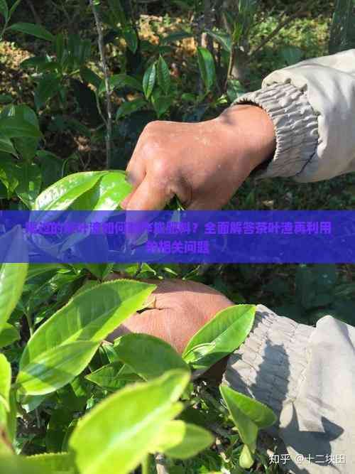 喝過的茶葉渣如何制作成肥料？全面解答茶葉渣再利用的相關(guān)問題