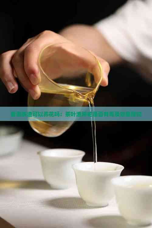 普洱茶渣可以養(yǎng)花嗎：茶葉渣種花是否有及效果探究