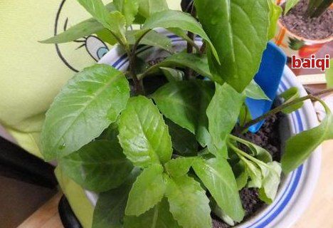 茶葉渣在種植中的多功能應(yīng)用與注意事項(xiàng)探討