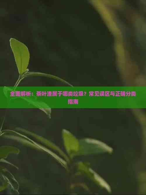 全面解析：茶葉渣屬于哪類垃圾？常見誤區(qū)與正確分類指南