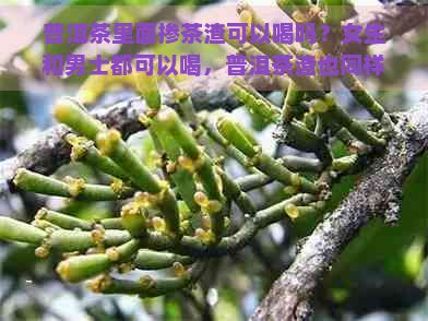 普洱茶里面掺茶渣可以喝吗？女生和男士都可以喝，普洱茶渣也同样可以喝。