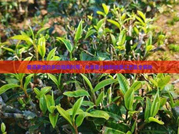 普洱茶渣的多功能再利用：從家居小物到創(chuàng)意工藝品全解析