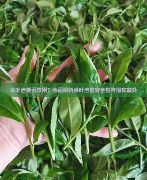 茶葉渣能否飲用？全面解析茶葉渣的安全性與潛在益處