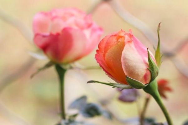 家庭養(yǎng)花教程之澆水篇，不要迷信間干間濕、干透澆透、見干見濕