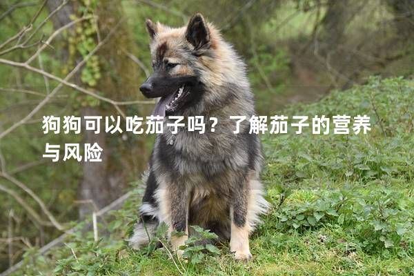 狗狗可以吃茄子嗎？了解茄子的營養(yǎng)與風險