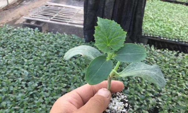 茄子生芽能不能吃（解析茄子生芽現(xiàn)象的真相和食用方法）