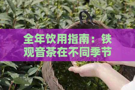 全年飲用指南：鐵觀音茶在不同季節(jié)的適宜飲用方法與功效