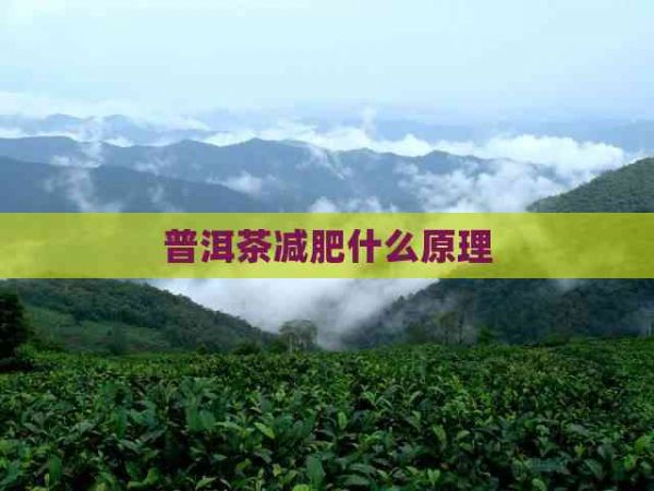 普洱茶減肥什么原理