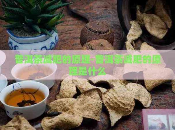 普洱茶減肥的原理-普洱茶減肥的原理是什么