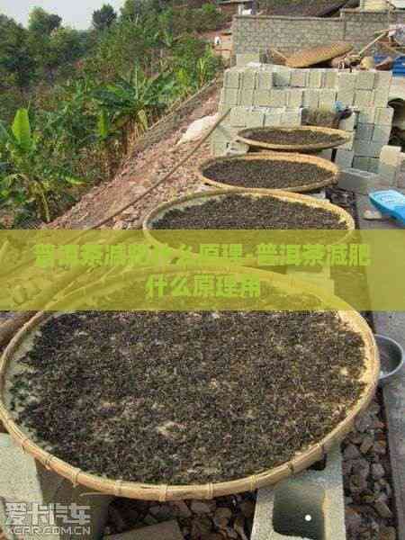 普洱茶減肥什么原理-普洱茶減肥什么原理用