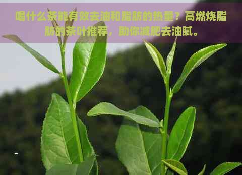 喝什么茶能有效去油和脂肪的熱量?高燃燒脂肪的茶葉推薦,助你減肥去油膩。