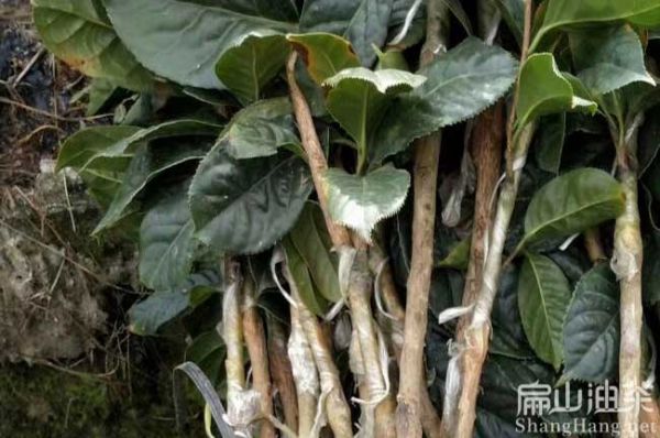 广西茶油树苗批发