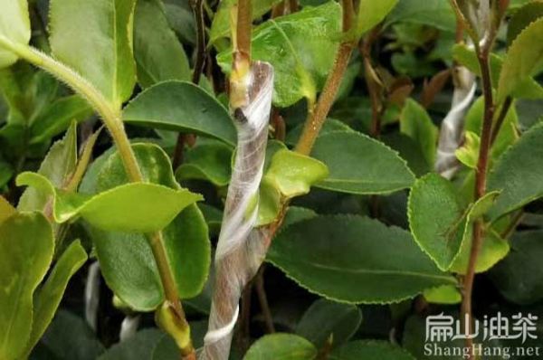 广西大果茶籽树