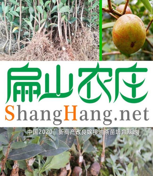 广西大果油茶树
