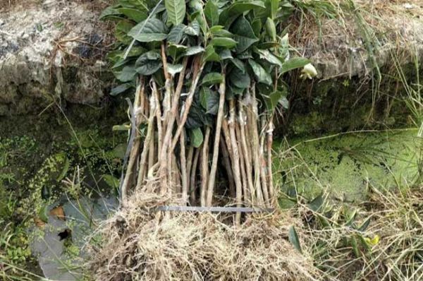 广西大果油茶苗