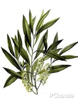 茶樹(shù)精油簡(jiǎn)介