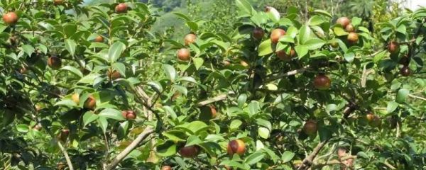 油茶樹(shù)的價(jià)值，可以保護(hù)環(huán)境還能提煉茶油