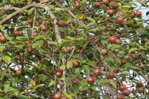 油茶樹(shù)的價(jià)值，可以保護(hù)環(huán)境還能提煉茶油