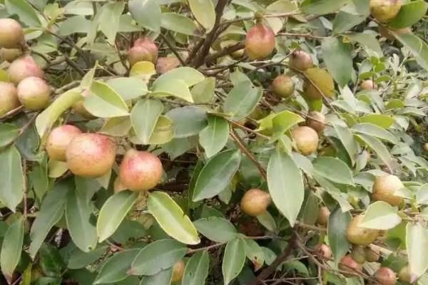 油茶樹(shù)的價(jià)值，可以保護(hù)環(huán)境還能提煉茶油