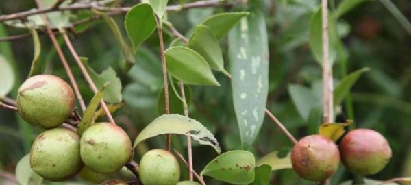 油茶樹的經(jīng)濟(jì)價(jià)值和作用，你了解嗎