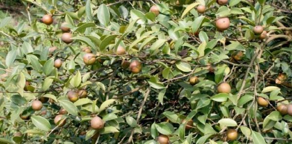 油茶樹的經(jīng)濟(jì)價(jià)值和作用，你了解嗎