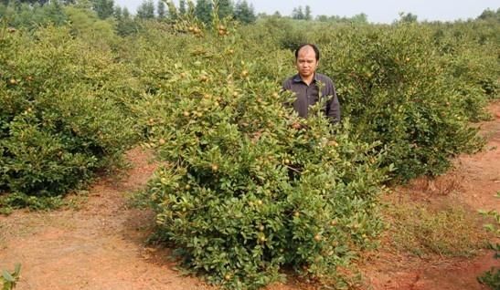油茶樹的經(jīng)濟(jì)價(jià)值和作用，你了解嗎