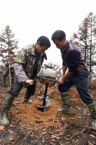 廣西三江：油茶樹成群眾脫貧“搖錢樹”