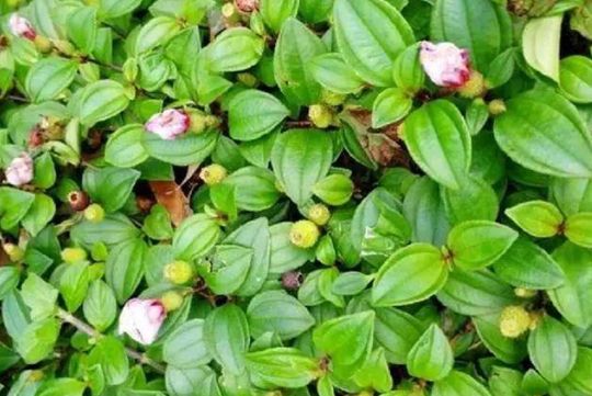 油茶的功效與作用、禁忌和食用方法