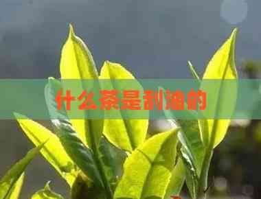 什么茶是刮油的