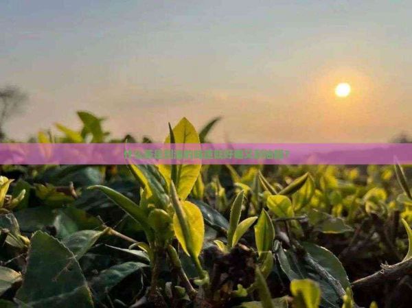 什么茶是刮油的味道既好喝又刮油脂？