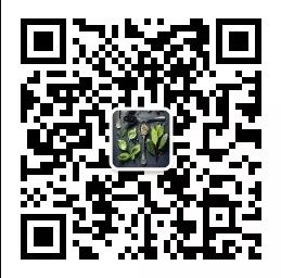 【炒米茶】排毒解油 | 年后必备刮油茶的做法 步骤10