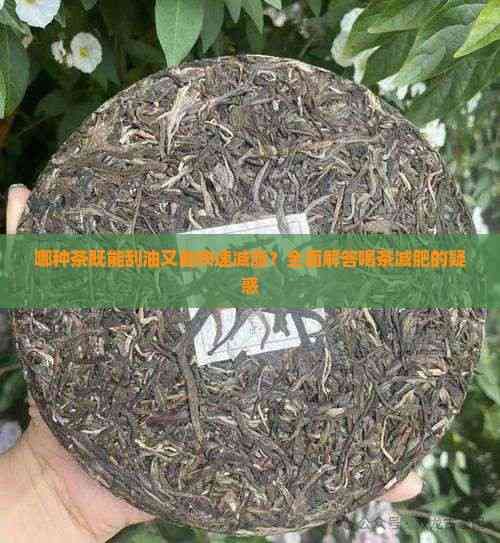 哪種茶既能刮油又能快速減脂？全面解答喝茶減肥的疑惑