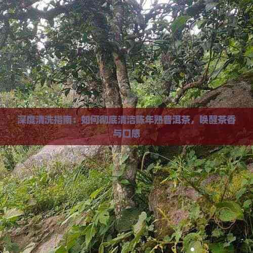 深度清洗指南：如何徹底清潔陳年熟普洱茶，喚醒茶香與口感