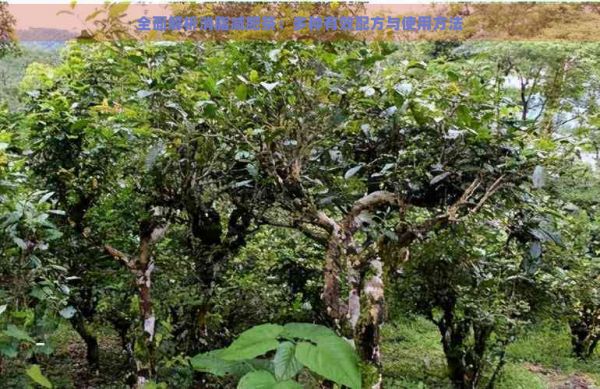 全面解析消脂減肥茶：多種有效配方與使用方法