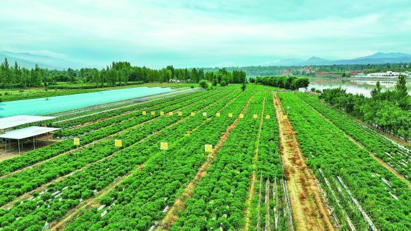高原露地草莓人參果種植基地全景圖。本報(bào)記者 吳占云 攝