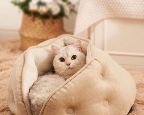 解析貓咪每天拉很多便便的原因（探究貓咪排便習(xí)慣）