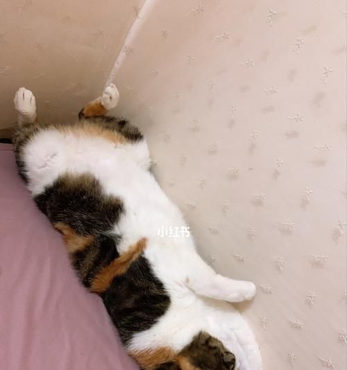 解析貓咪每天拉很多便便的原因（探究貓咪排便習(xí)慣）