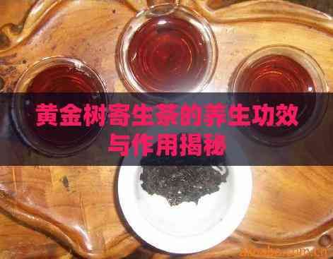 黃金樹寄生茶的養(yǎng)生功效與作用揭秘