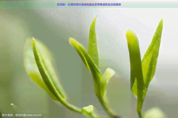 常潤(rùn)茶：長(zhǎng)期飲用對(duì)身體的益處及蘋果綠養(yǎng)生功效解析