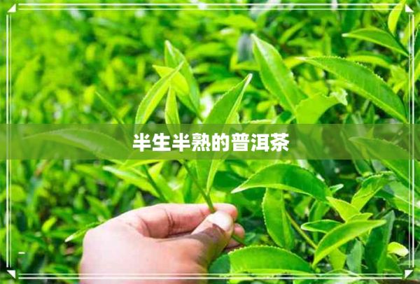 半生半熟的普洱茶