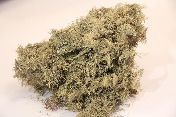 中藥減肥配方 一周瘦