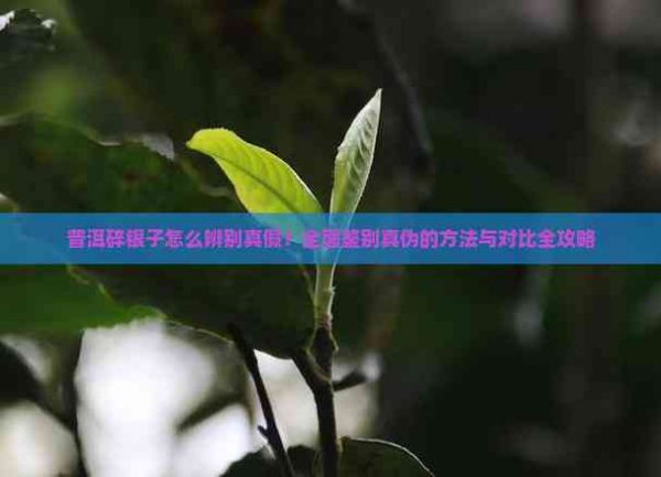 普洱碎銀子怎么辨別真假？全面鑒別真?zhèn)蔚姆椒ㄅc對比全攻略