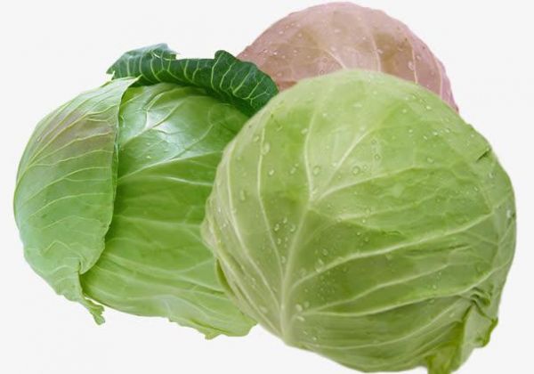 卷心菜對瘦身有用嗎？碧生源專家為你解惑